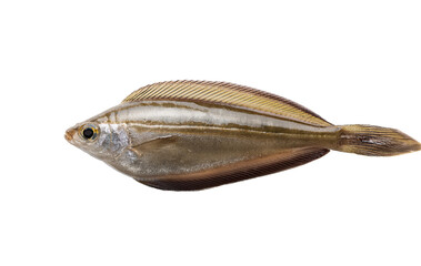 fish on white background