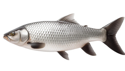 fish isolated on white