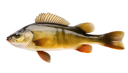 fish on white background