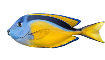 yellow tang fish
