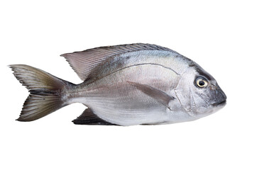 fish isolated on white