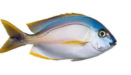 tropical fish isolated on white