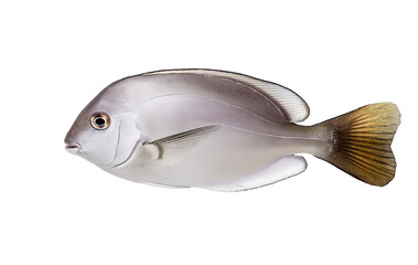fish isolated on white