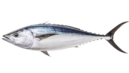 fish isolated on white