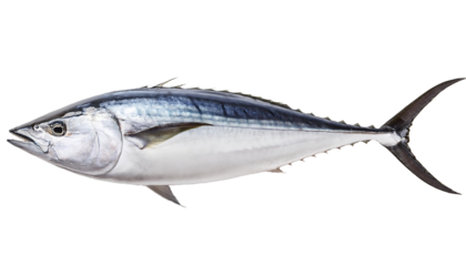 fish isolated on white