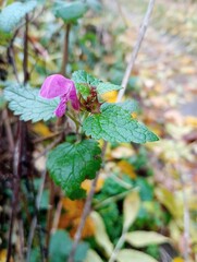 flower and leaves of purple deadnettle