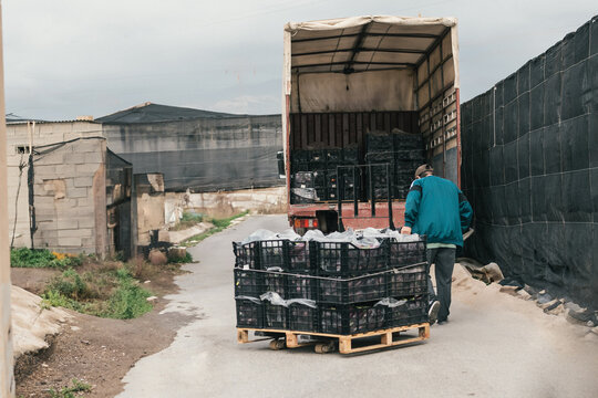 Farmer pushing pallet with crates towards truck near greenhouse for loading and shipping