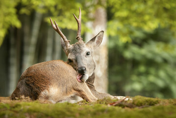 roe deer