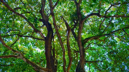 Obraz premium Tree low angle view. View looking up into branches of large tree. Looking up at the lush green treetops in deciduous forest with fraction of blue sky