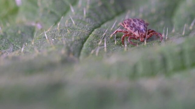 Macro of a tick crawling on a green leaf, dangerous parasite close up