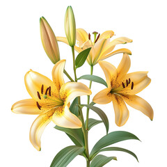 Fototapeta premium Bouquet of orange lilies on a white background