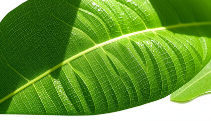 Leaf Texture./ Leaf Texture isolated with white highlights, png