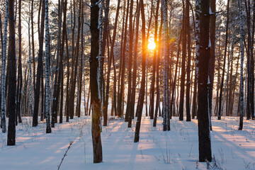 Obraz premium Winter sunrise in the forest. Sunlight breaks through trees in a winter forest. A blanket of snow covers the ground, casting long shadows and creating a calm winter morning filled with natural beauty