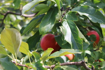 red apple