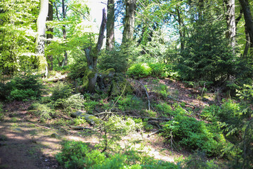 wild nature in the teutoburg forest near bielefeld at the externsteinen