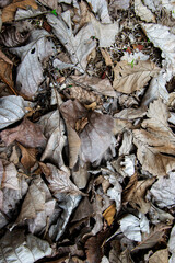 Dry or dead leaves scattered around
