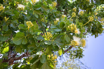 Flores e Ramos do Pequizeiro Caryocar brasiliense no Cerrado Brasileiro