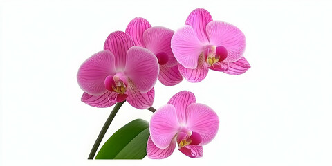 A cluster of vibrant pink orchids showcasing their delicate beauty.