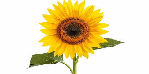 A vibrant sunflower with bright yellow petals and green leaves, symbolizing nature's beauty.