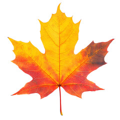 Obraz premium Autumn Maple Leaf isolated on transparent background Generative Ai.