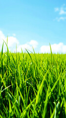 Obraz premium close- green grass blades under a sunny sky