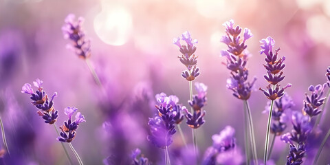 Naklejka premium A close-up of lavender flowers in soft focus, creating a serene and calming atmosphere.