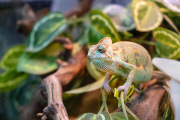 Portrait of a green chameleon on a branch of a tropical plant. Unusual pets. Keeping lizards in a terrarium.