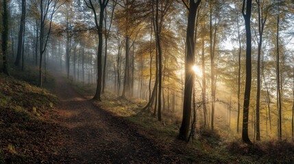 Obraz premium Sunlight breaks through the trees, illuminating a serene forest path. The soft mist adds a mystical quality to the early morning, creating a tranquil atmosphere in nature.