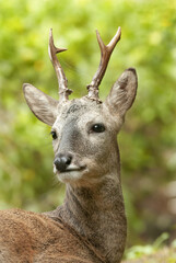 roe deer