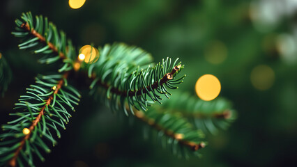 close- a conifer branch with warm lights