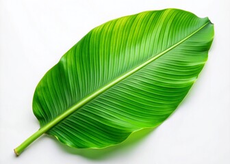 Isolated Banana Leaf on White Background - Tropical Plant, Green Leaf, Nature, Minimalist Decor, Botanical Art, Freshness, Organic, Leaf Texture, Clean Aesthetic, Exotic Foliage