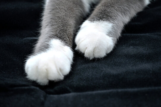 gray and white paws of a cat towards on a black background