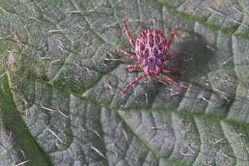 tick among the leaves