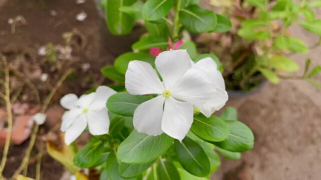 4K Quality closeup of on white Catharanthus roseus (Madagascar Periwinkle) flower with leaves in blurred background. Also known as bright eyes, Cape periwinkle, graveyard plant, old maid.
