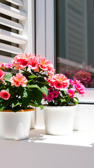 Fototapeta premium two potted pink flowers on a windowsill