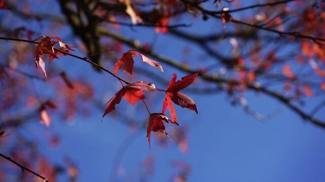 Colori autunnali sugli alberi al parco