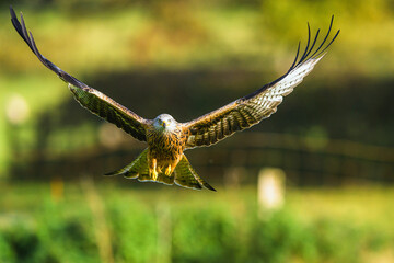 Red Kite, Milvus milvus, bird in flight