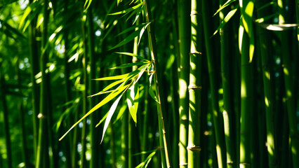 sunlight illuminates vibrant green bamboo