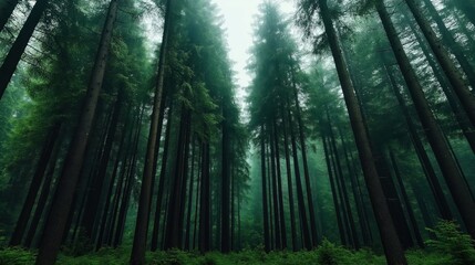 Obraz premium Dense forest with tall pine trees and lush green foliage, illuminated softly by diffused light filtering through the misty canopy above, creating a serene and tranquil atmosphere.