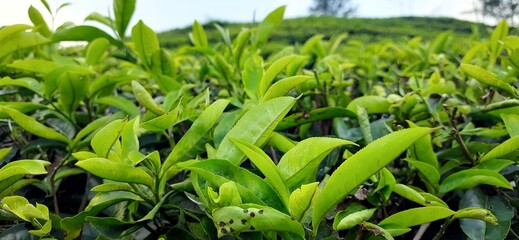 Beautiful view tea garden on the mountains Indonesia Fresh green tea bud and leaves background