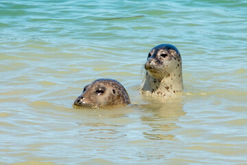Phoques veaux-marins (Phoca vitulina)