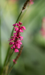 bright purple loosestrife, green in the background, pink flowers and buds, pink and purple colors, flowering stalks of purple loosestrife