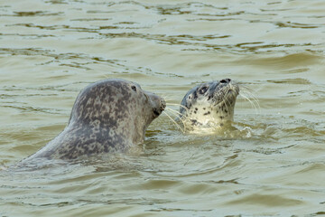 Phoques veaux-marins (Phoca vitulina)