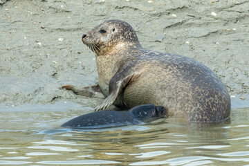 Phoques veaux-marins (Phoca vitulina)