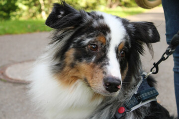 Australian Shepherd blue merle white copper closeup