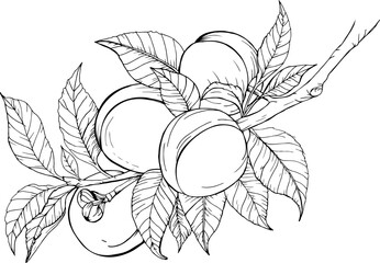 vector hand drawn illustration of peaches with leaves on a branch for coloring pages and other things Vector Sketch Peach decorative set. Hand Drawn Botanical Illustrations. Black and white with line