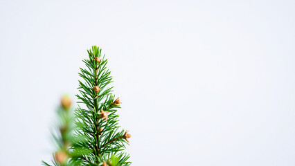 single coniferous branch with brown buds