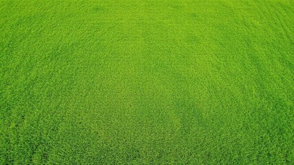 A high-definition image of a vibrant green sport field, perfectly suitable for wallpaper, sport, pattern