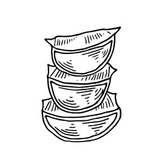 Pieces of aloe vera leaves hand drawn. Ink drawing of fresh Aloe Leaves plant in sketch style. Botanical drawing of aroma and cosmetic ingredient. Isolated hand drawn vector illustration.