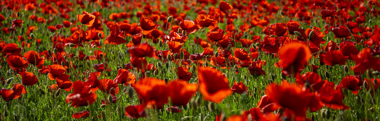 Anzac day. Remembrance day, Memorial day. Red poppies. Vivid poppy field. Anzac day banner. Remember for Anzac, Historic war memory. Poppy flower on meadow.